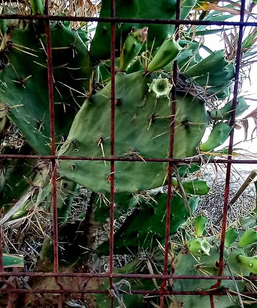 En Finca Las Dunas Dos Chalets Con Jacuzzis En Primera Linea De Playa , Uno De 4 Dormitorios Y Otro De 2 Dormitorios, Llama Al Seiscientos Veintisiete Cuatrocientos Diecisiete Trescientos Noventa Y Ocho Rota 0*,